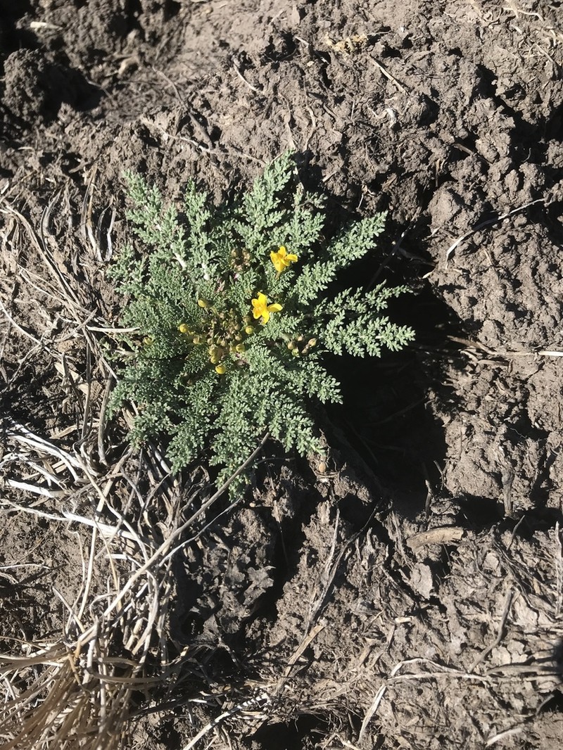 Texas Selenia photo 3
