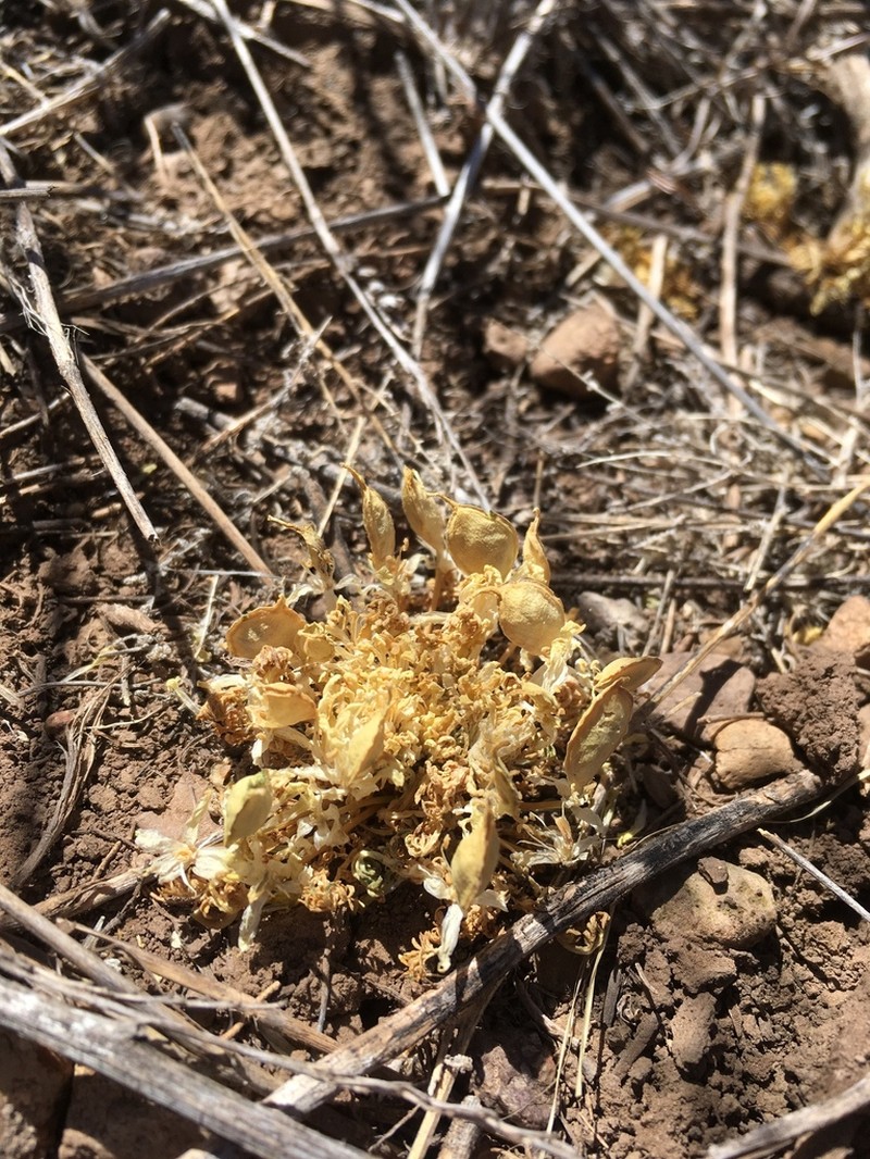 Texas Selenia photo 4
