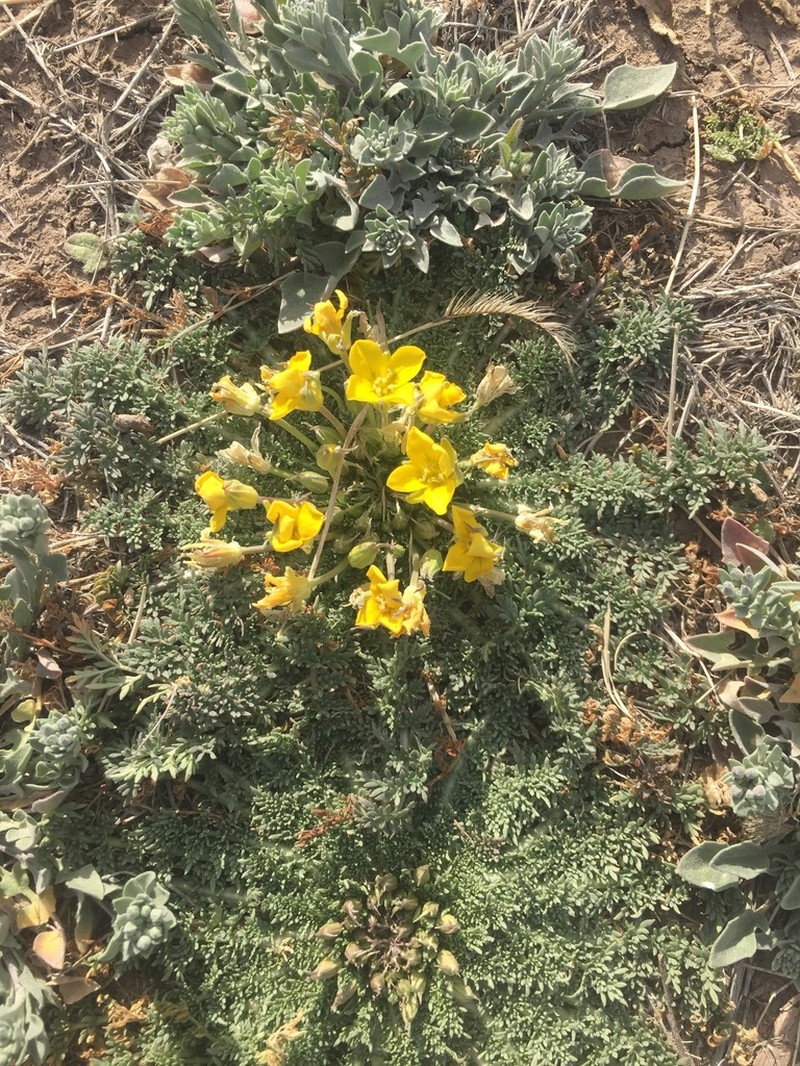 Texas Selenia photo 5