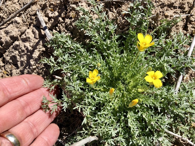 Texas Selenia photo 6