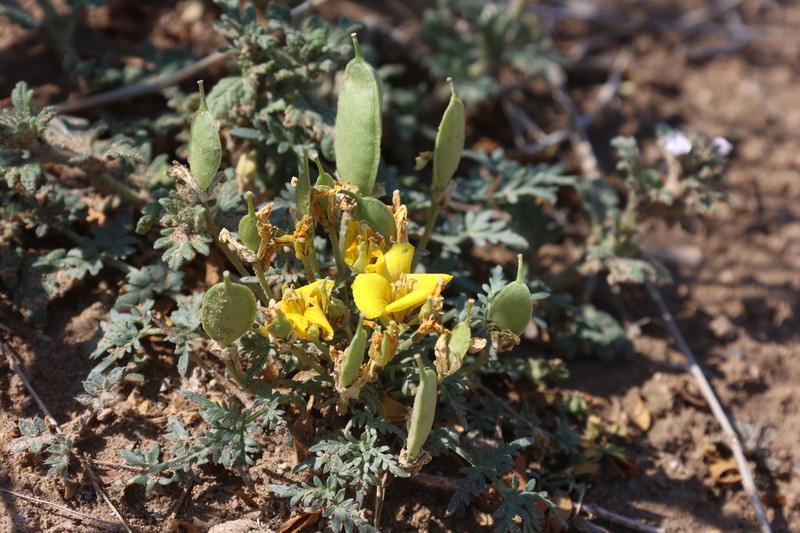 Texas Selenia photo 7
