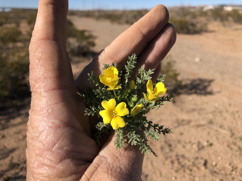Texas Selenia photo 8