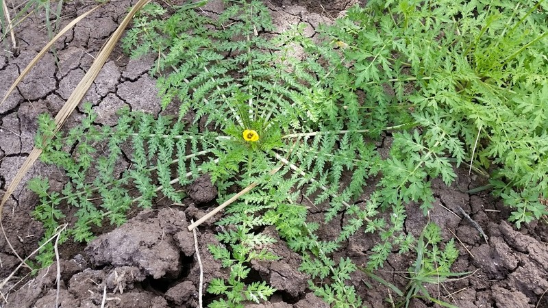 Large Selenia