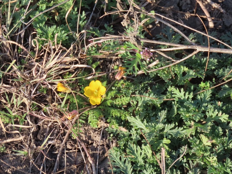 Large Selenia photo 2