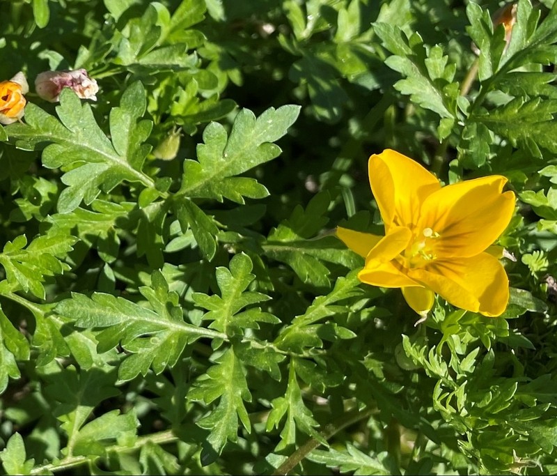 Large Selenia photo 3