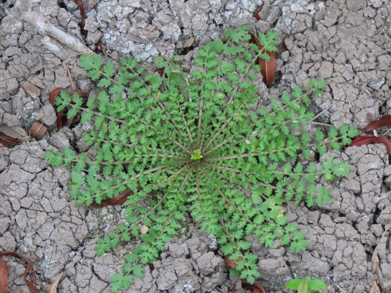 Large Selenia photo 7