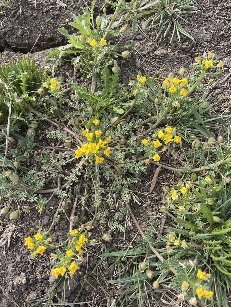 Jones' Selenia photo 3