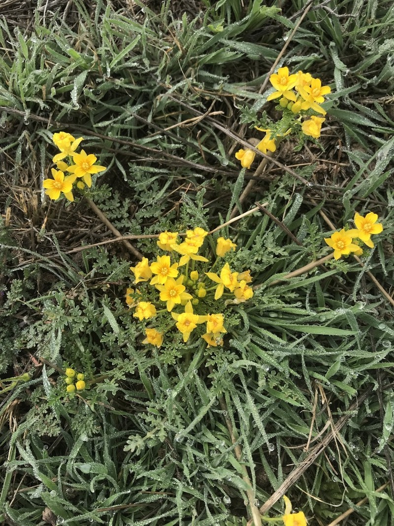 Jones' Selenia photo 4