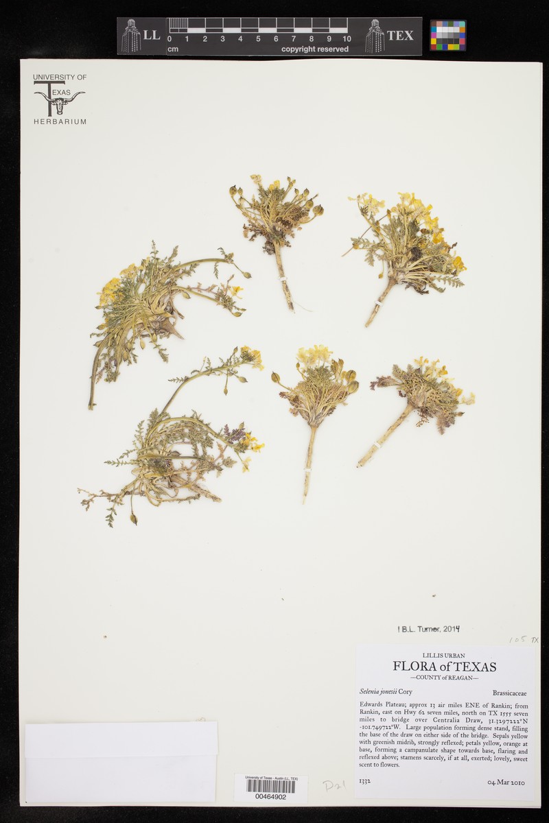 Jones' Selenia photo 6
