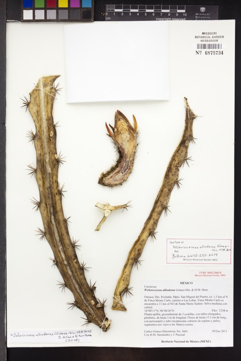 Selenicereus alliodorus