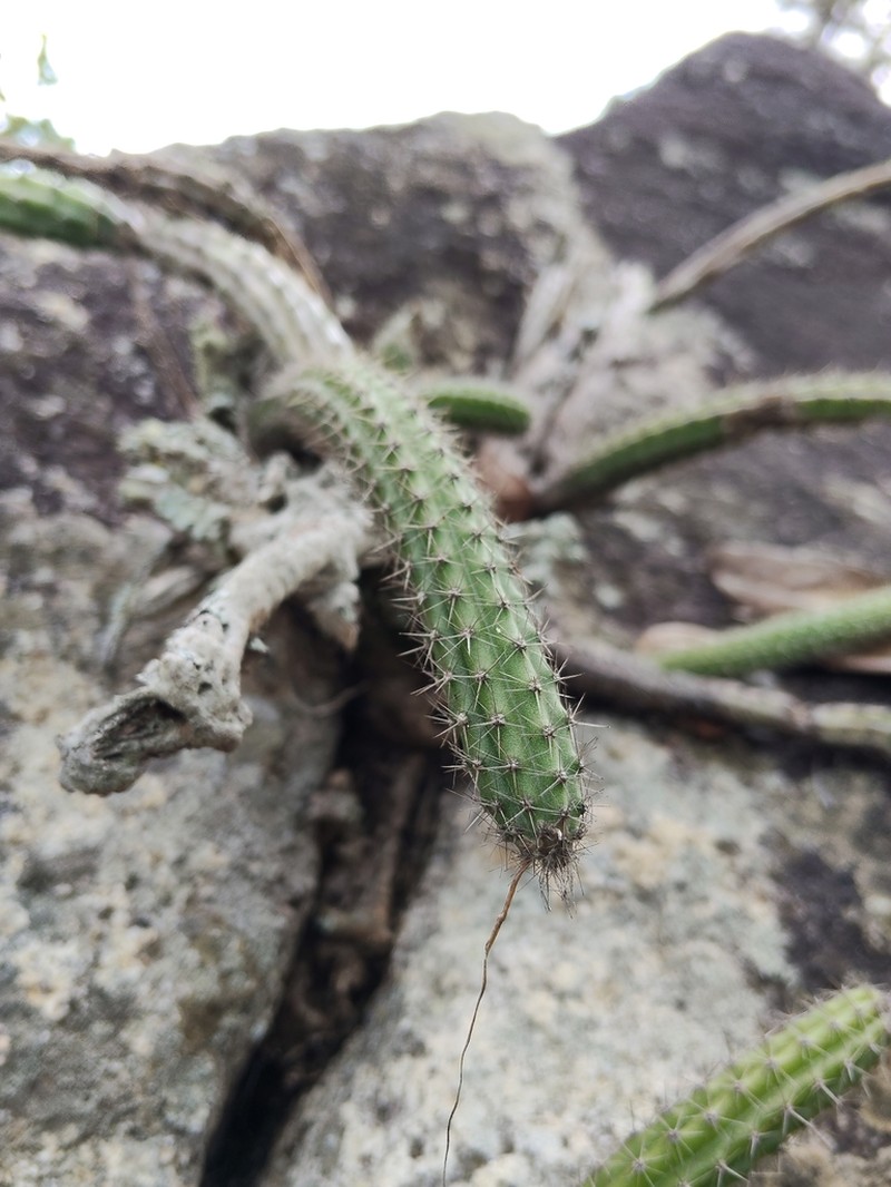 Selenicereus dorschianus