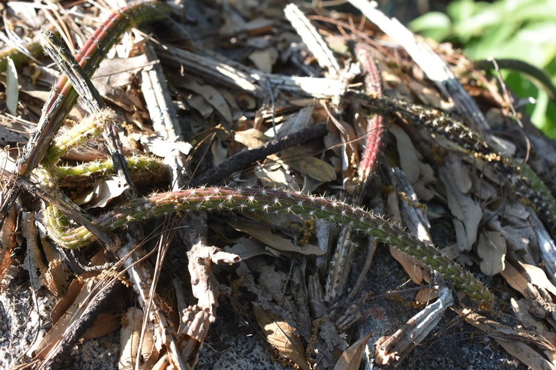Selenicereus dorschianus photo 2