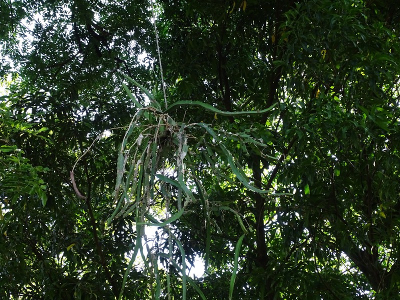 Selenicereus glaber subsp. mirandae