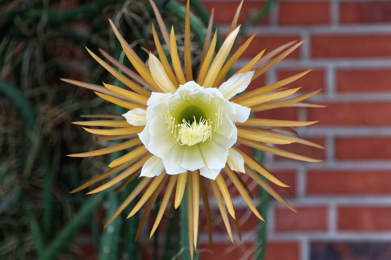 Queen Of The Night photo 2