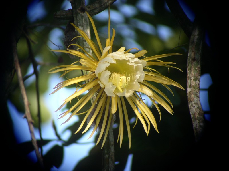 Queen Of The Night photo 4
