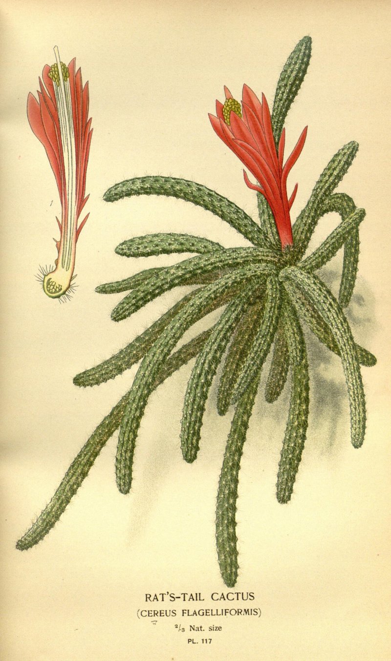 Selenicereus innesii