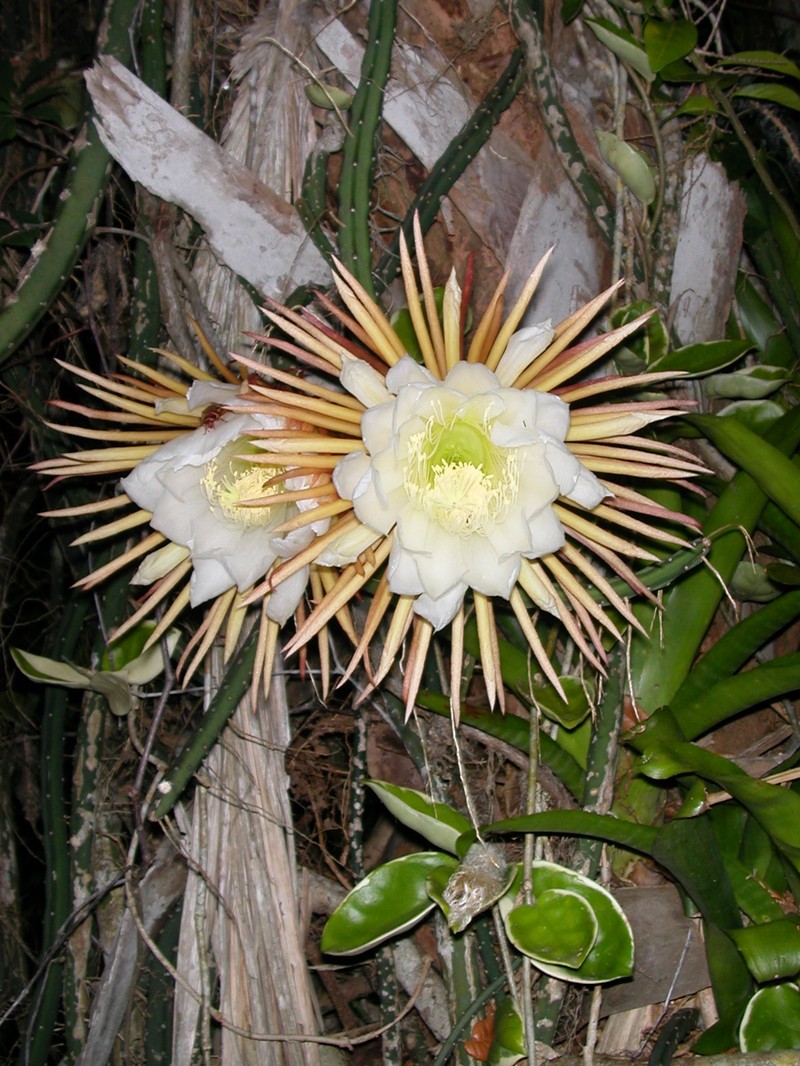 Princess Of The Night