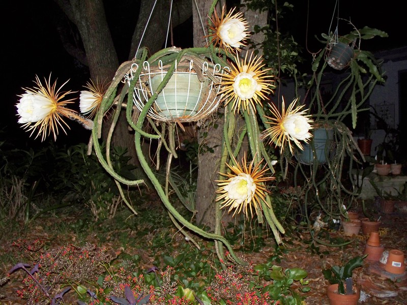 Princess Of The Night photo 6