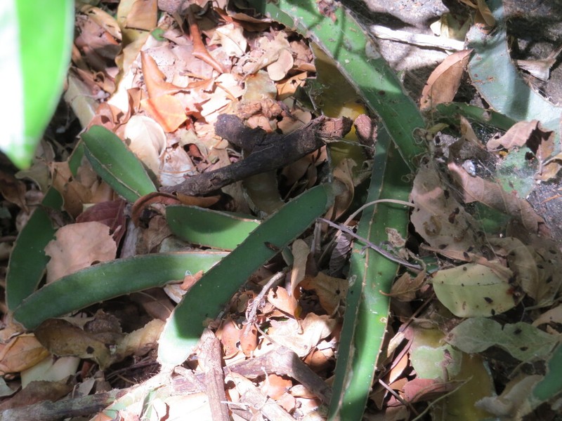 Selenicereus purpusii photo 2