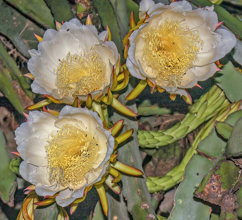 Selenicereus purpusii photo 3