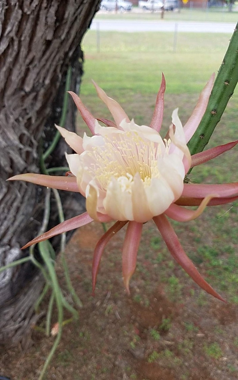 Vine-Like Moonlight Cactus photo 3