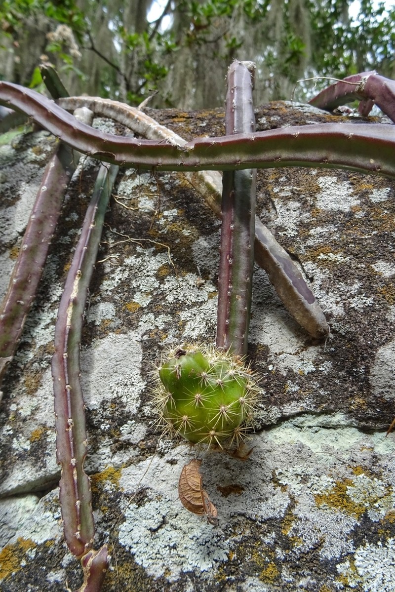Vine-Like Moonlight Cactus photo 6