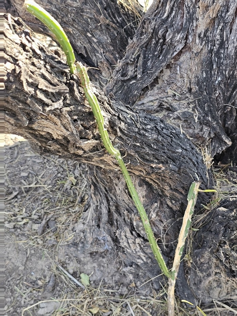 Vine-Like Moonlight Cactus photo 7
