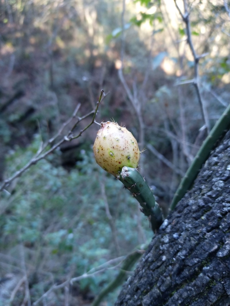 Vine-Like Moonlight Cactus photo 8