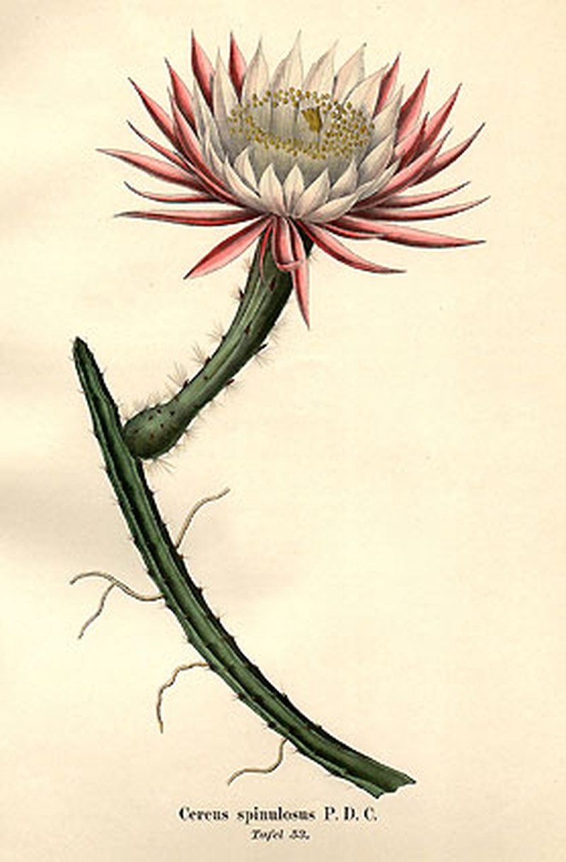 Vine-Like Moonlight Cactus photo 2