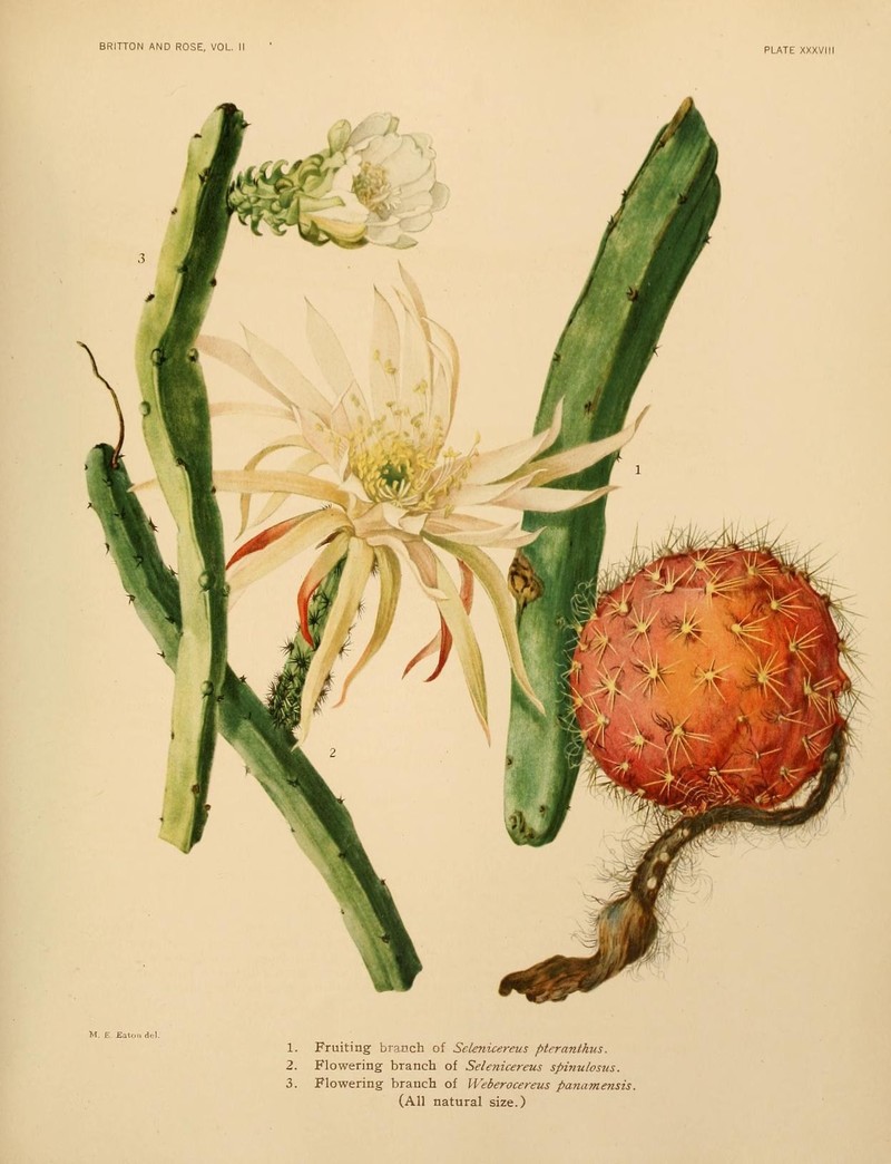 Vine-Like Moonlight Cactus photo 3