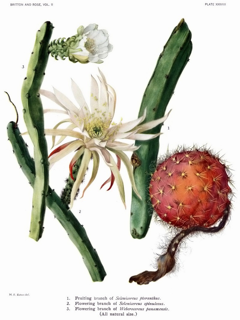 Vine-Like Moonlight Cactus photo 4