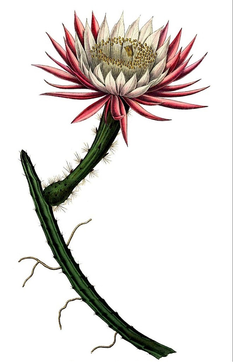 Vine-Like Moonlight Cactus