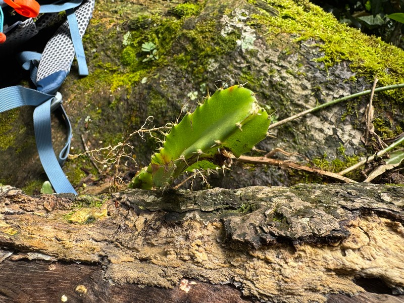 Selenicereus tonduzii