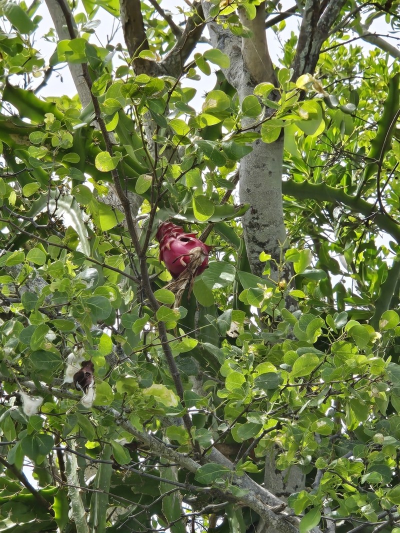 Strawberry-Pear photo 3