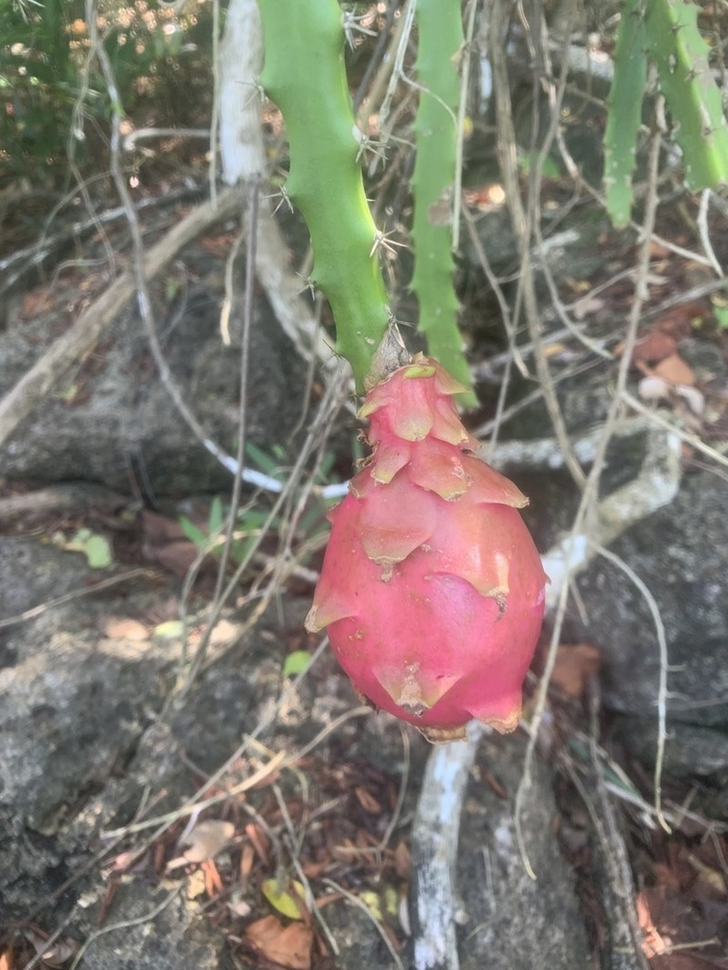 Strawberry-Pear photo 8