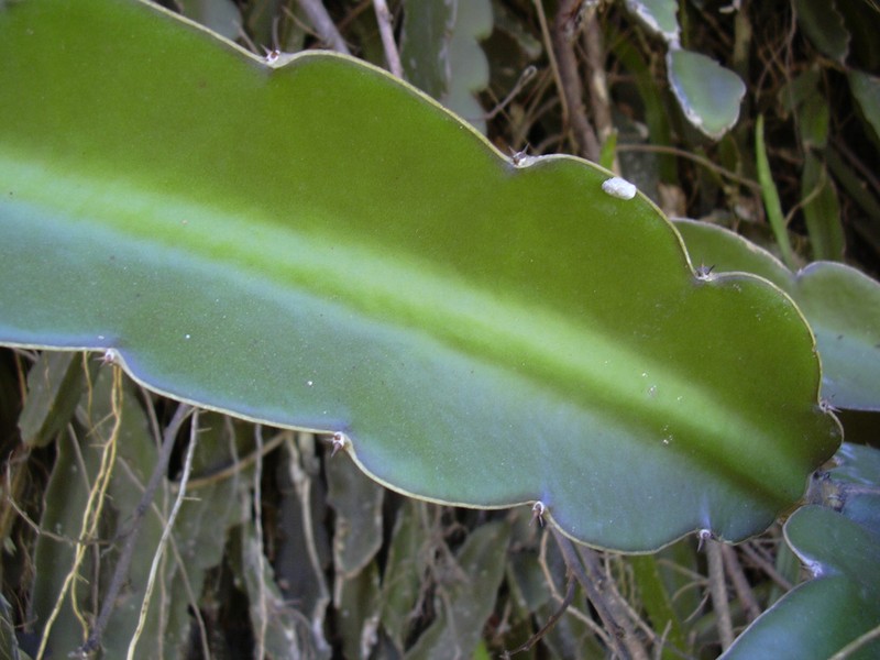 Nightblooming Cactus photo 3