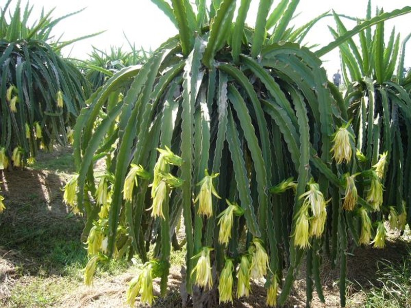 Nightblooming Cactus photo 4
