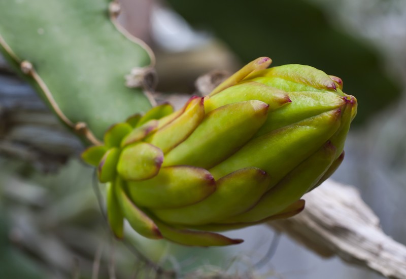 Nightblooming Cactus photo 5