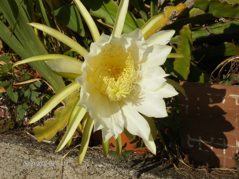 Nightblooming Cactus photo 6