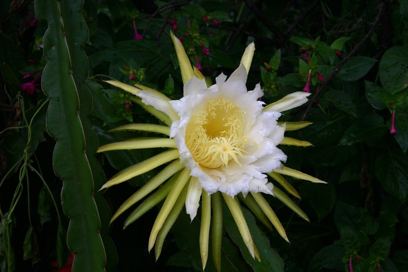 Nightblooming Cactus photo 7