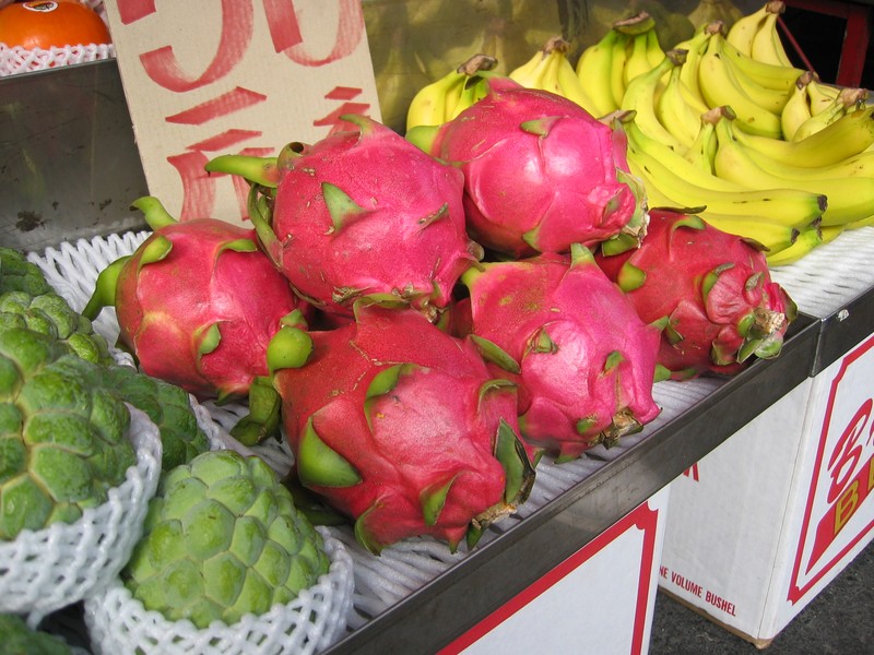Nightblooming Cactus photo 8