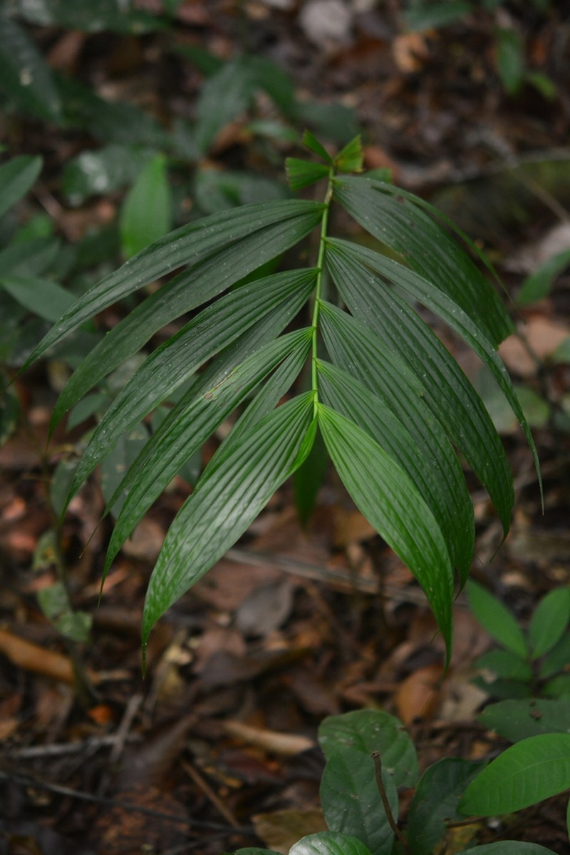Selenipedium aucourdianum photo 2