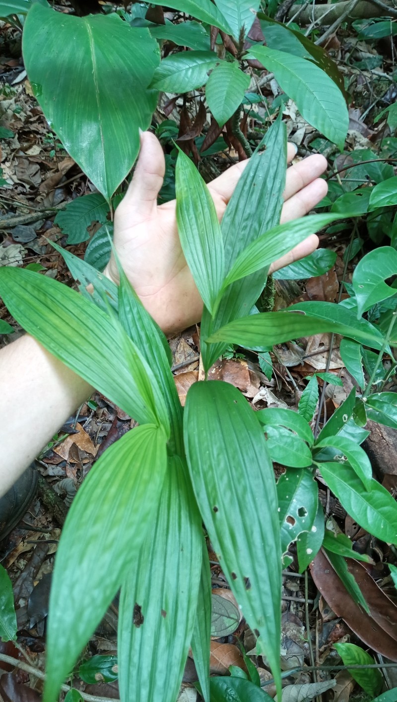 Selenipedium aucourdianum photo 3