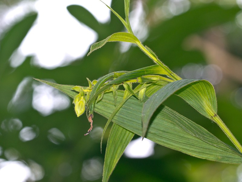Selenipedium dodsonii