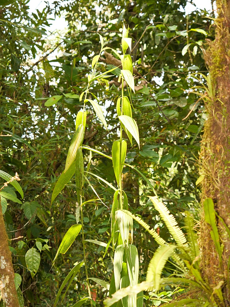 Selenipedium dodsonii photo 2