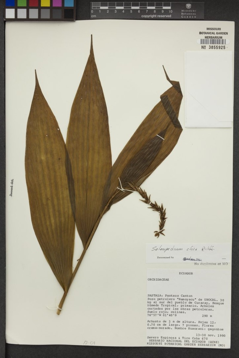 Selenipedium dodsonii photo 3