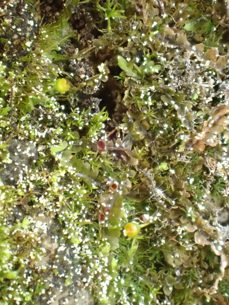 Acuteleaf Small Limestone Moss