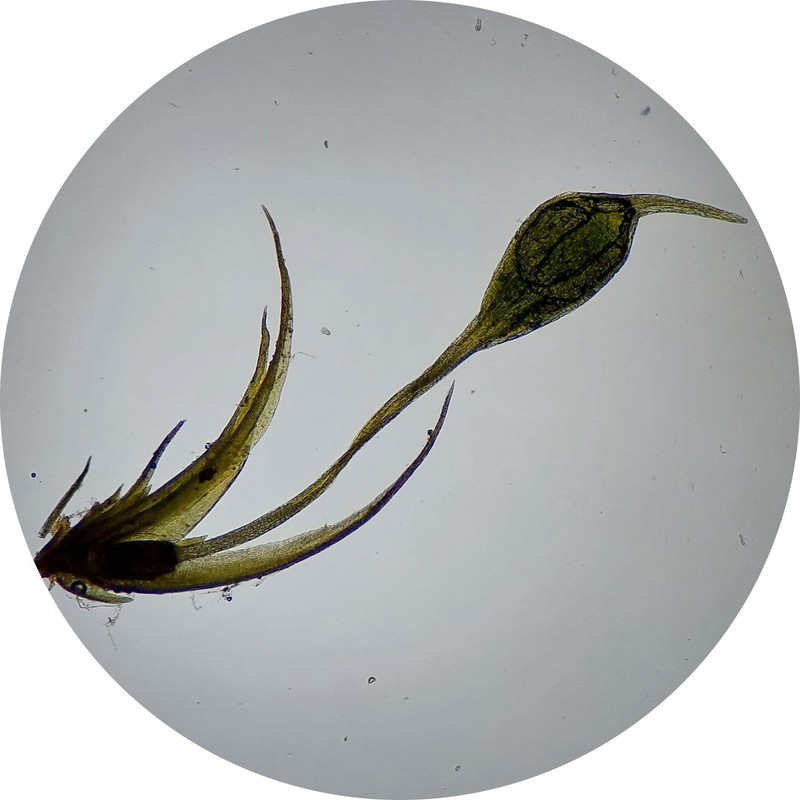Acuteleaf Small Limestone Moss photo 3