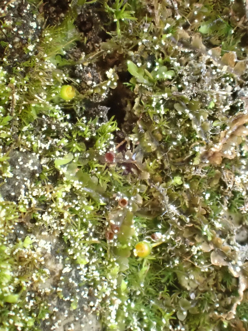 Acuteleaf Small Limestone Moss photo 4