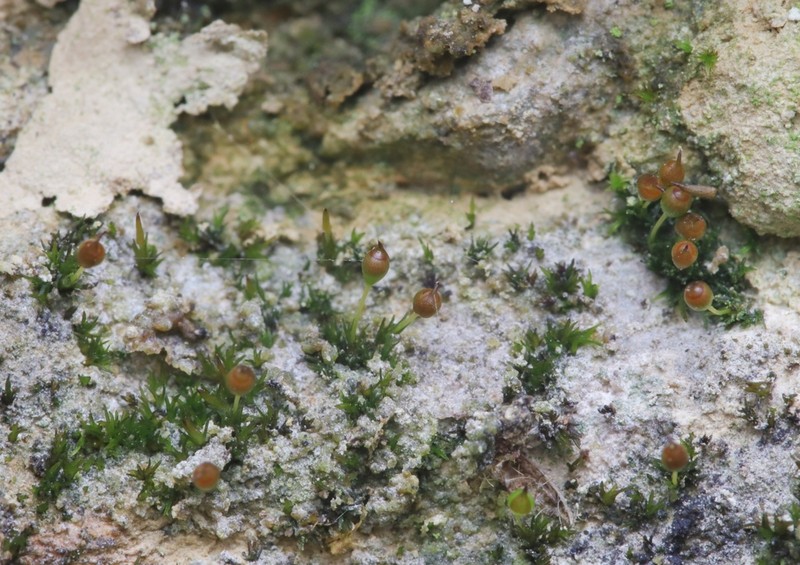 Small Limestone Moss